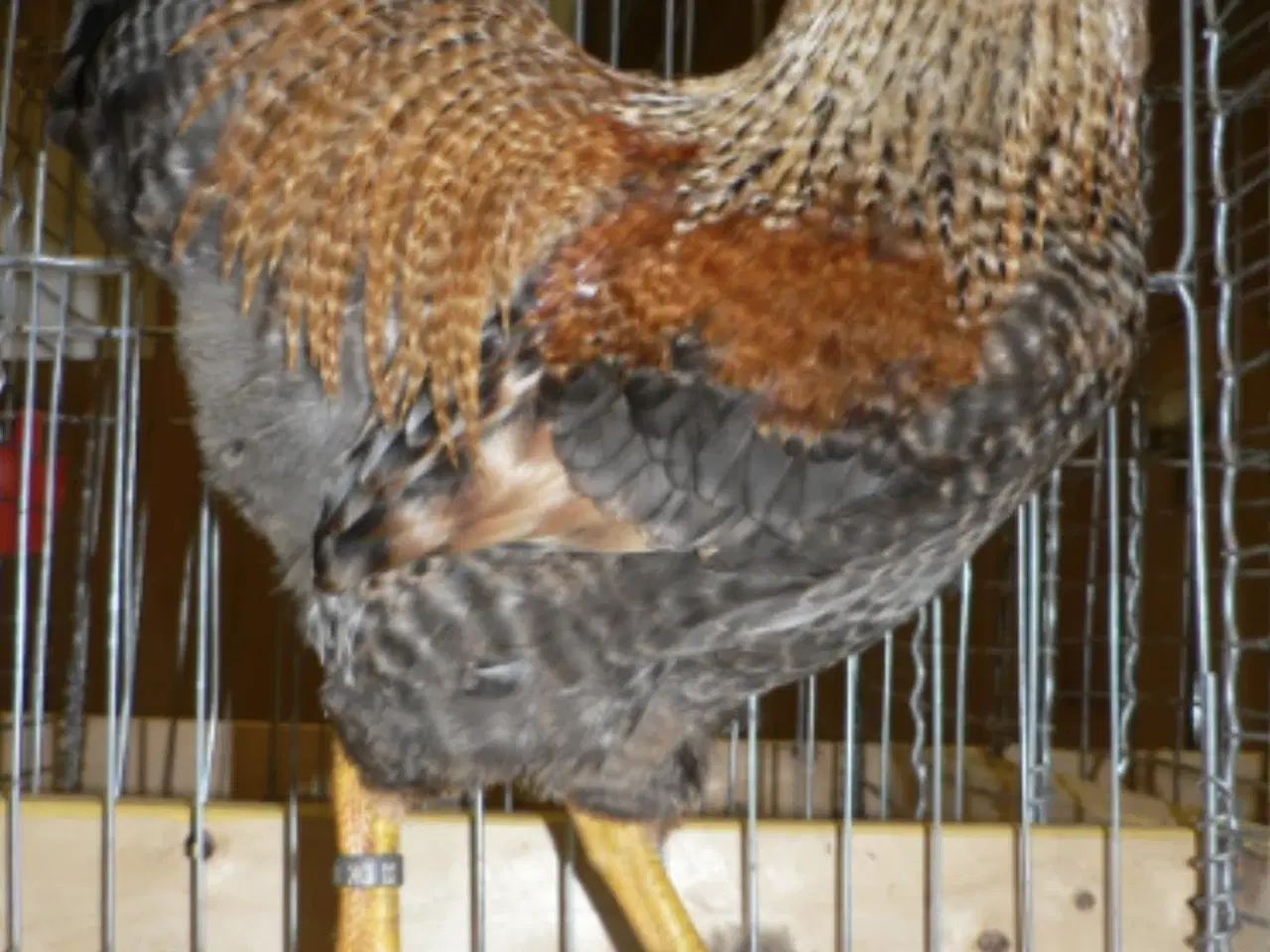 Billede 2 - Dværg wayndotter 