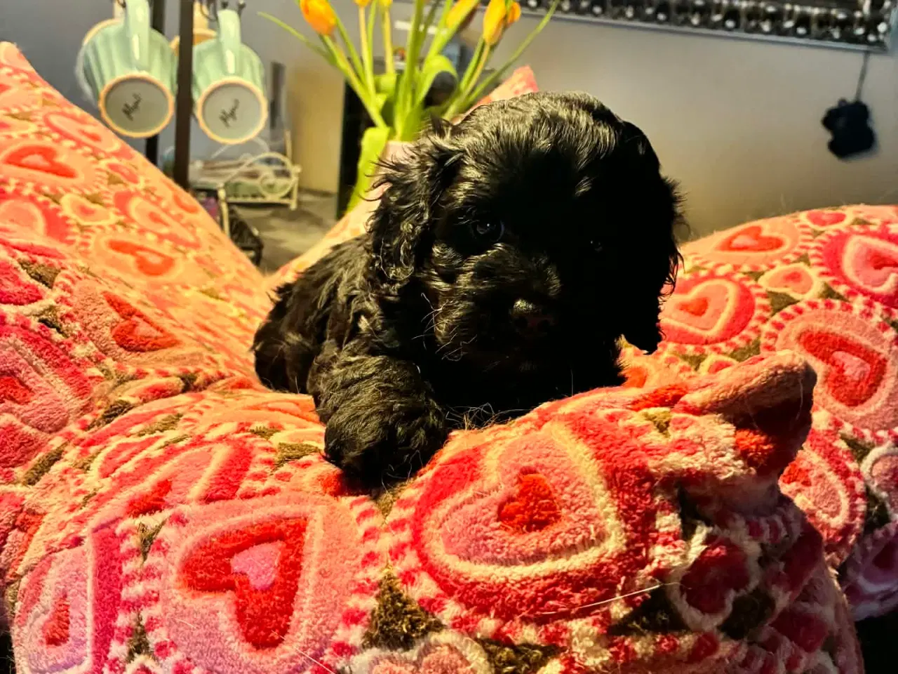 Billede 3 - Cavapoo tævehvalp 6 uger 