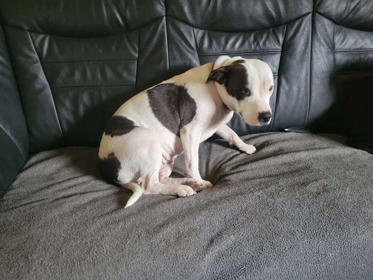 Billede 6 - Staffordshire Bull Terrier