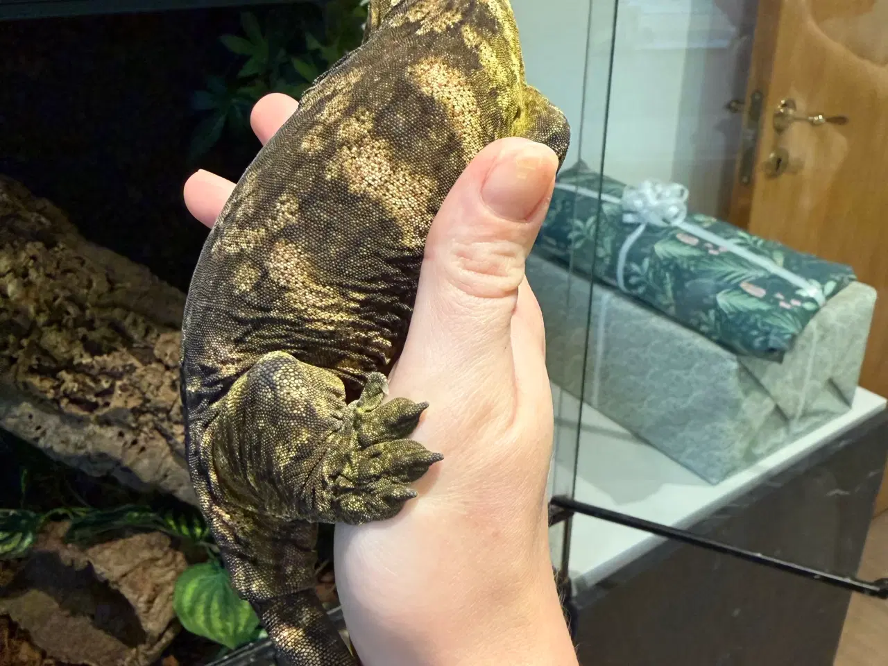 Billede 5 - Rhacodactylus leachianus (Nuu Ami-lokalitet) 0:1