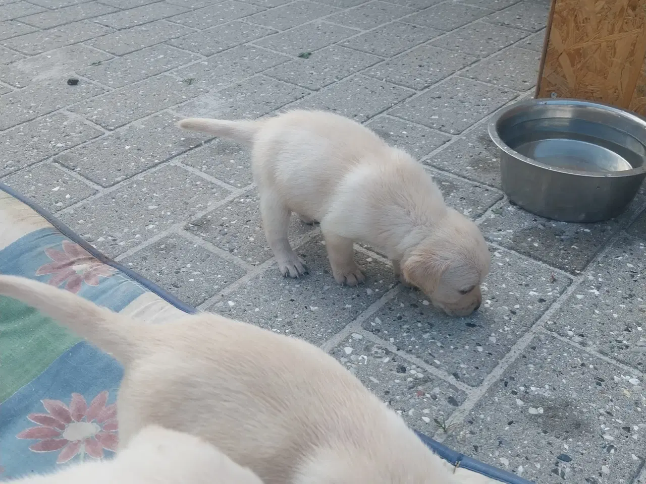 Billede 6 - Gule Labrador hvalpe.