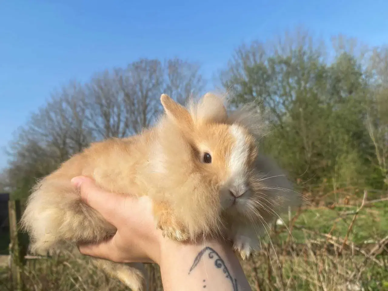 Billede 7 - Indendørs Frikanin 🐰