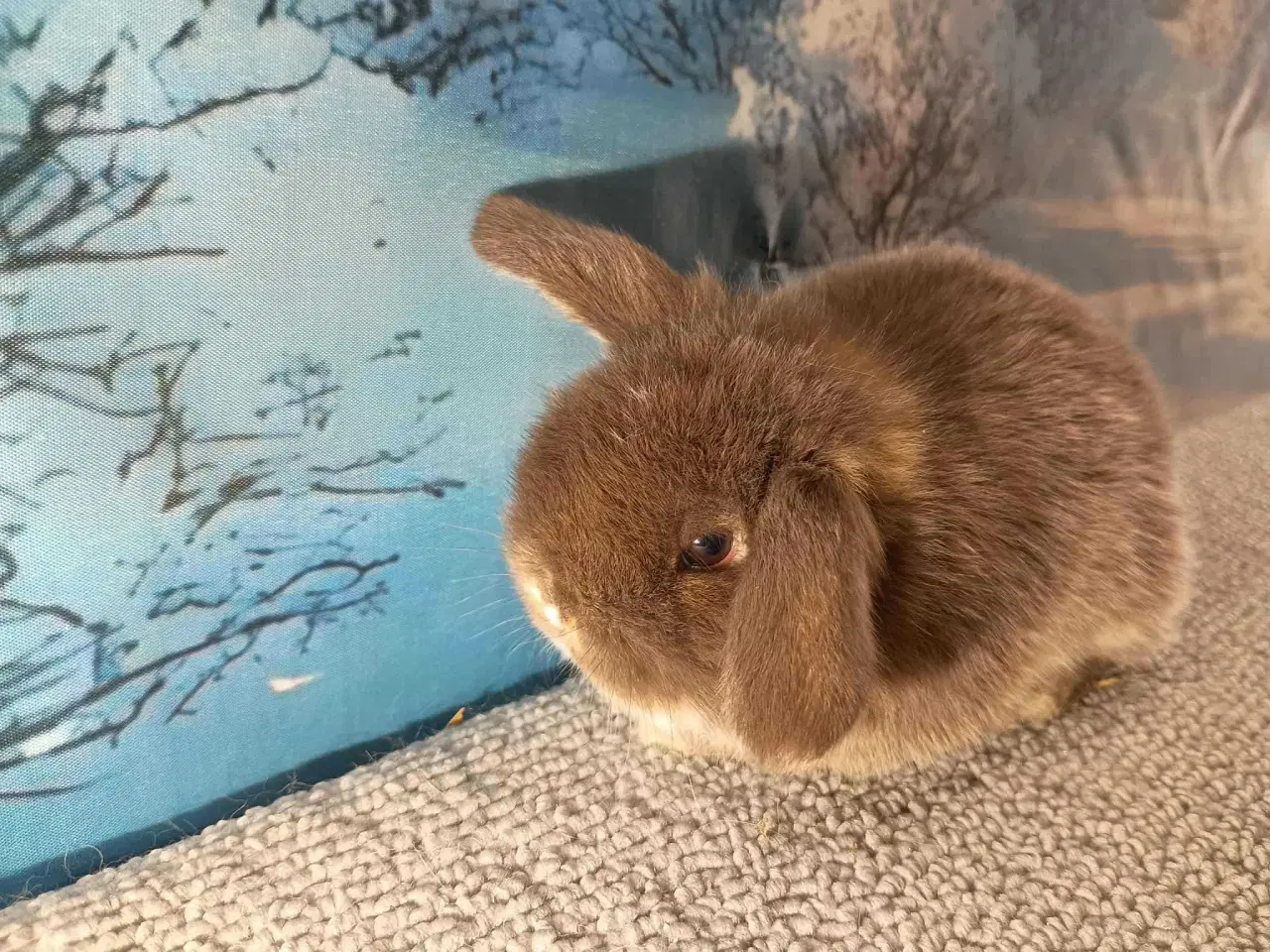 Billede 9 - Minilop pige, dværg kanin hun ung