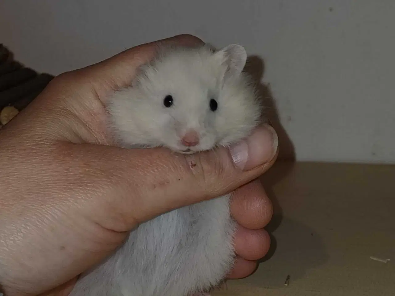 Billede 12 - Guldhamster unger