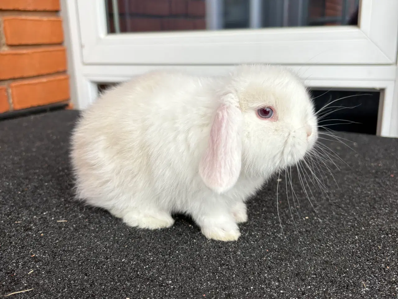 Billede 1 - Mini lop han kanin