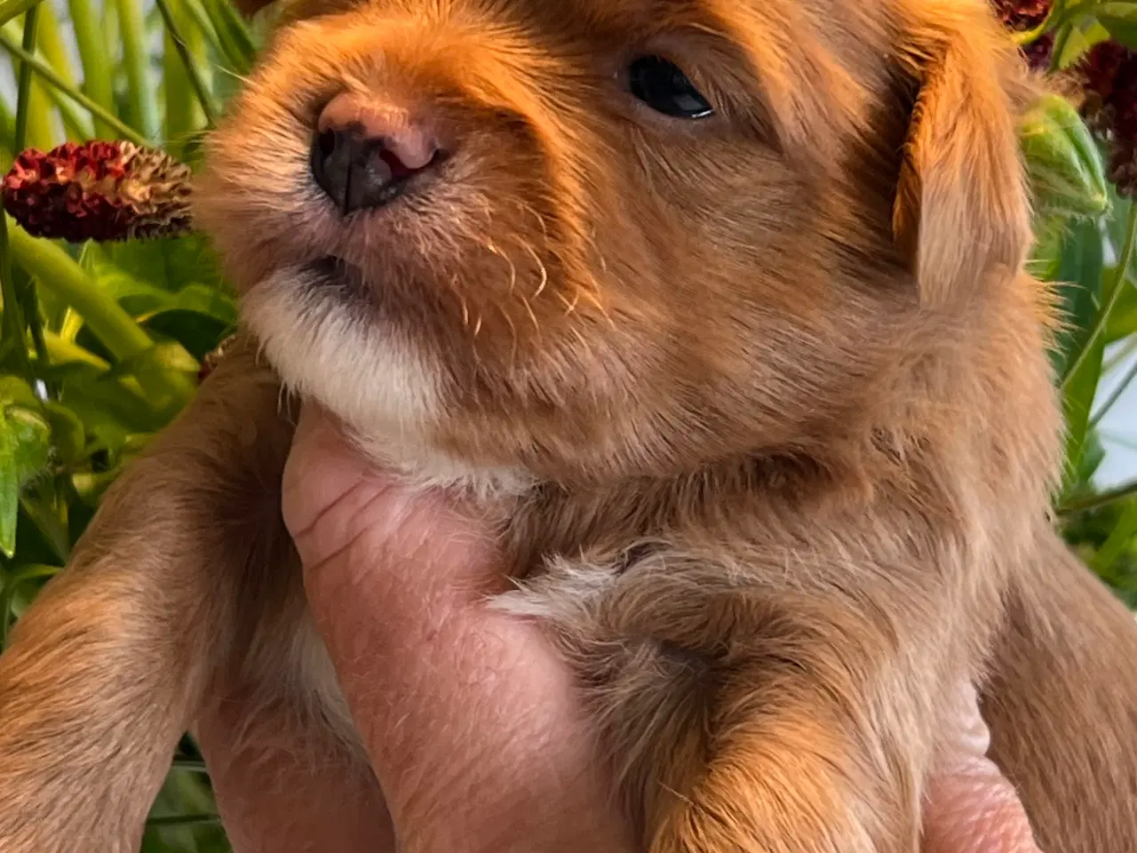 Billede 12 - Smukke Røde & Abrikos 