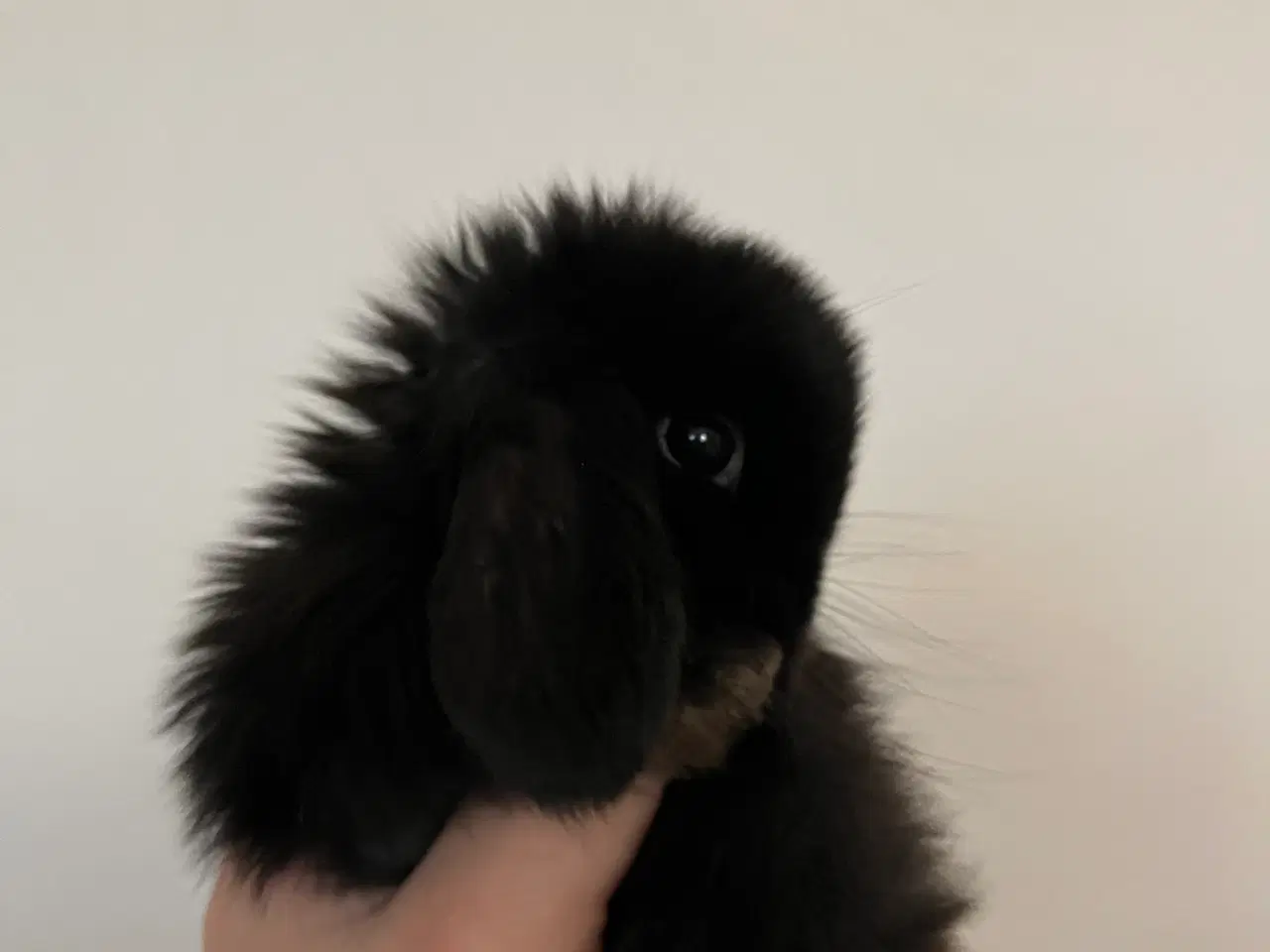 Billede 2 - 5 minilop unger på 8 uger