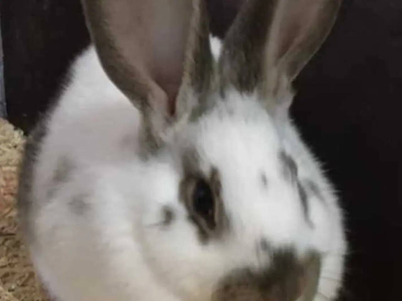 Billede 2 - SØGER Kaniner