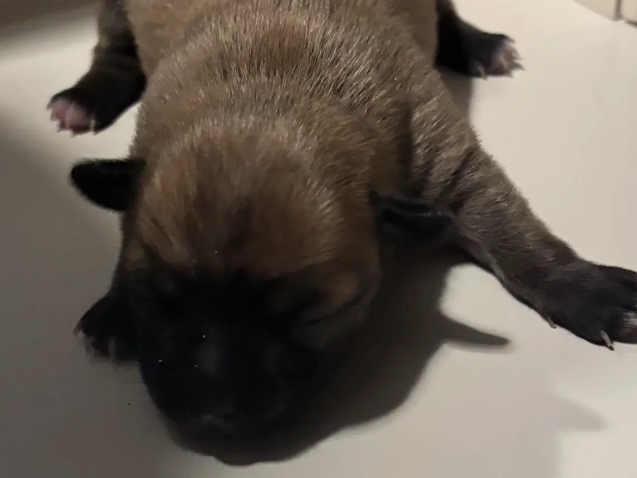 Billede 3 - Chihuahua