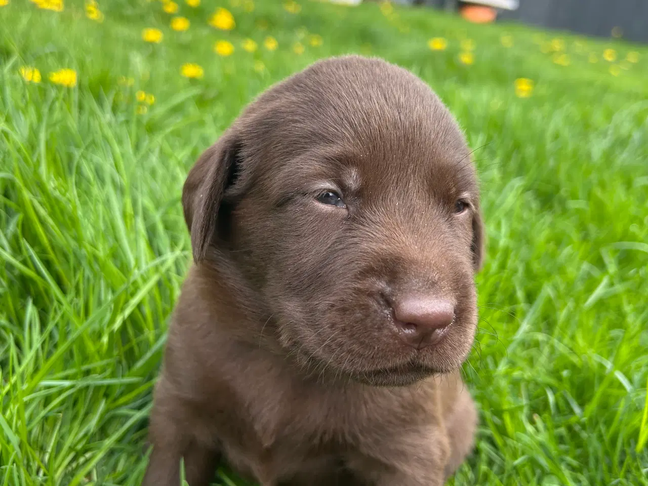 Billede 13 - Labradorhvalpe, brune