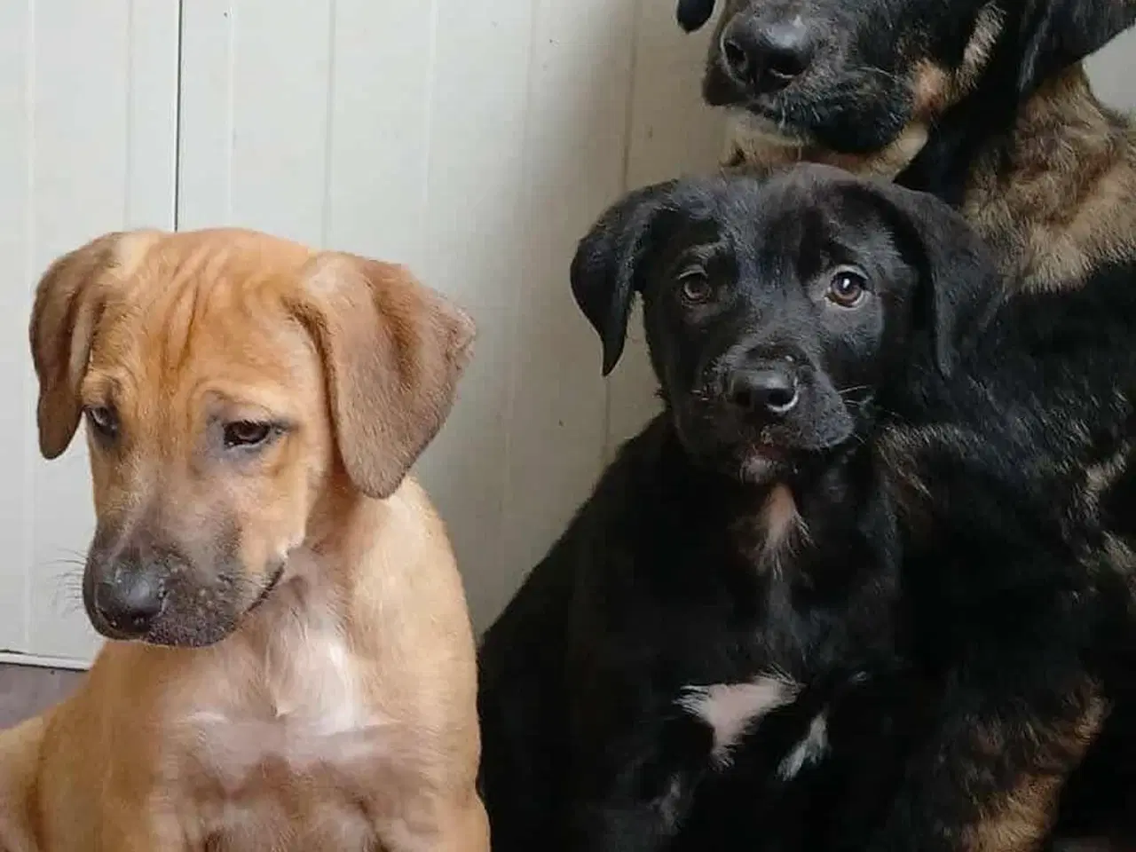 Billede 8 - Lille Axel søger familie