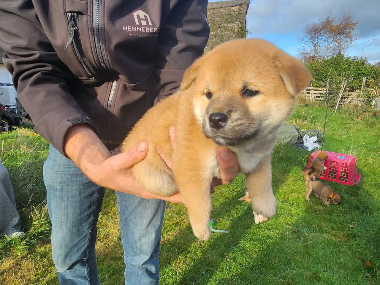 Billede 5 - Shiba inu hvalpe