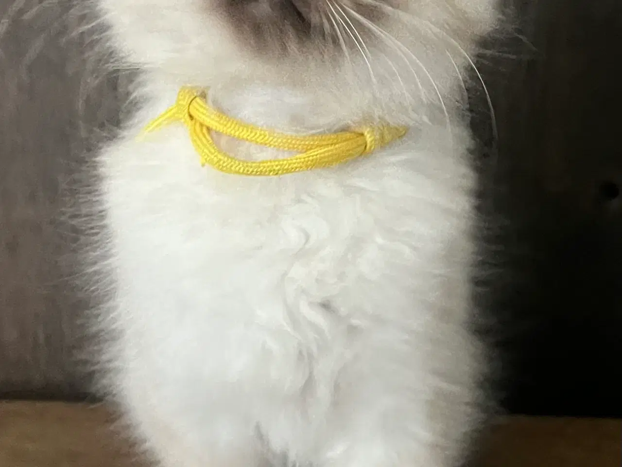 Billede 8 - Hellig Birma/Ragdoll inde katte 