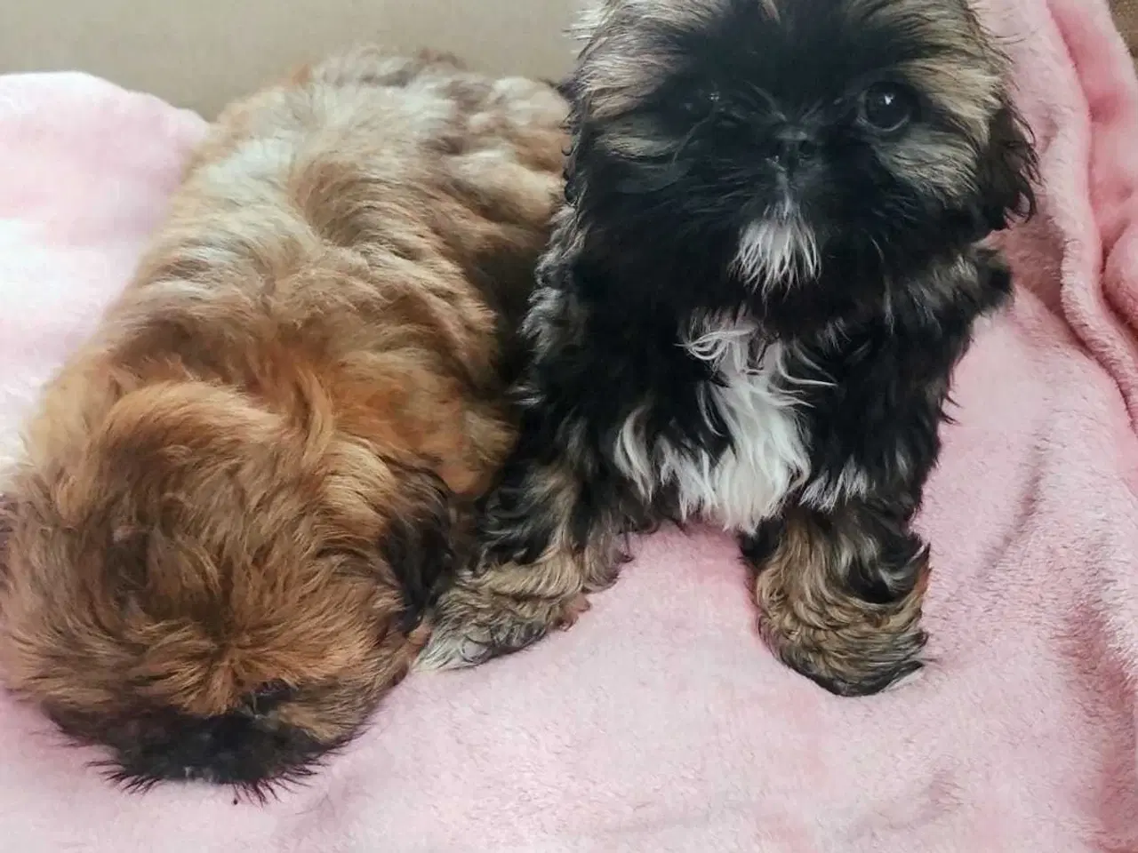 Billede 4 - Lille vidunderlig Shih Tzu 