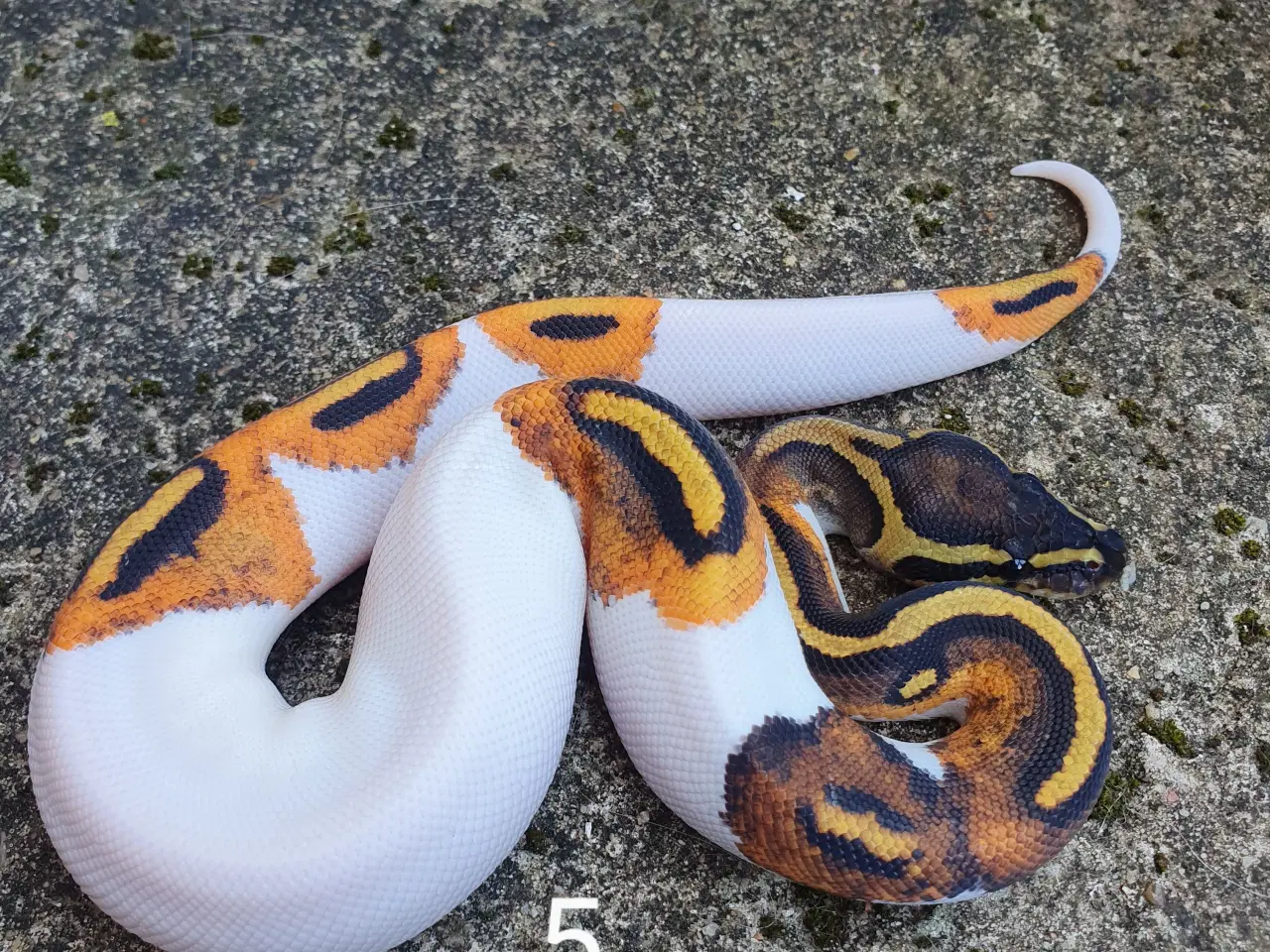 Billede 13 - Pied kongepythons. Opdateret.