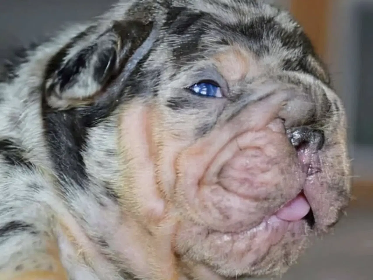 Billede 11 - Fransk Velvet bulldog. NEDSAT!