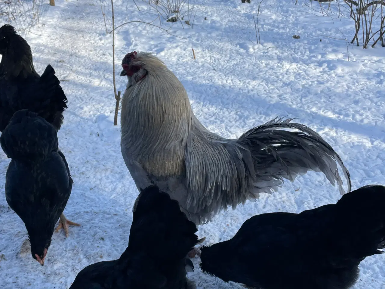 Billede 8 - Engelsk Araucana hønekyllinger 