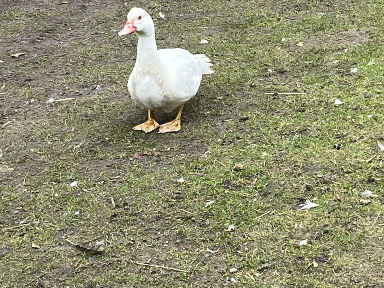 Billede 4 - Moskus ænder