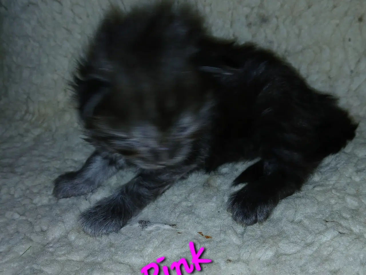 Billede 3 - Smukke maine coons