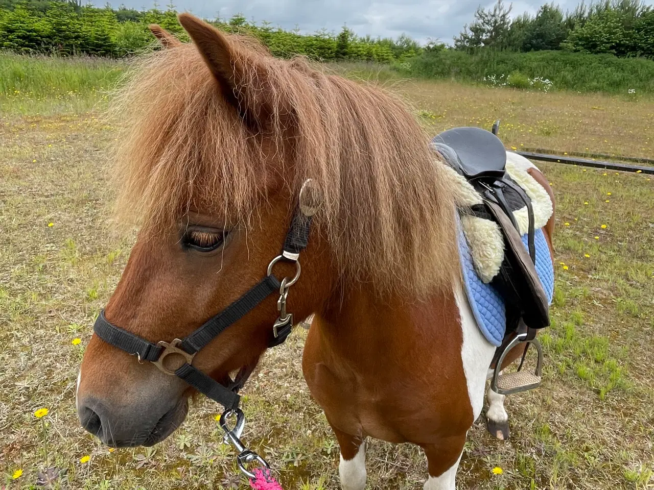 Billede 3 - 4 års shetlænderhoppe