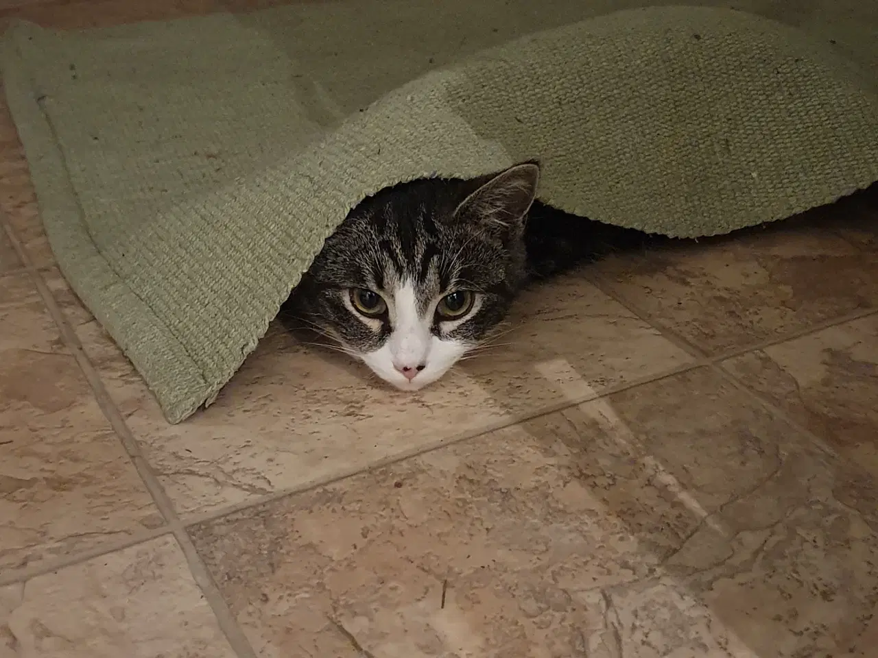 Billede 3 - Kat han kast. 