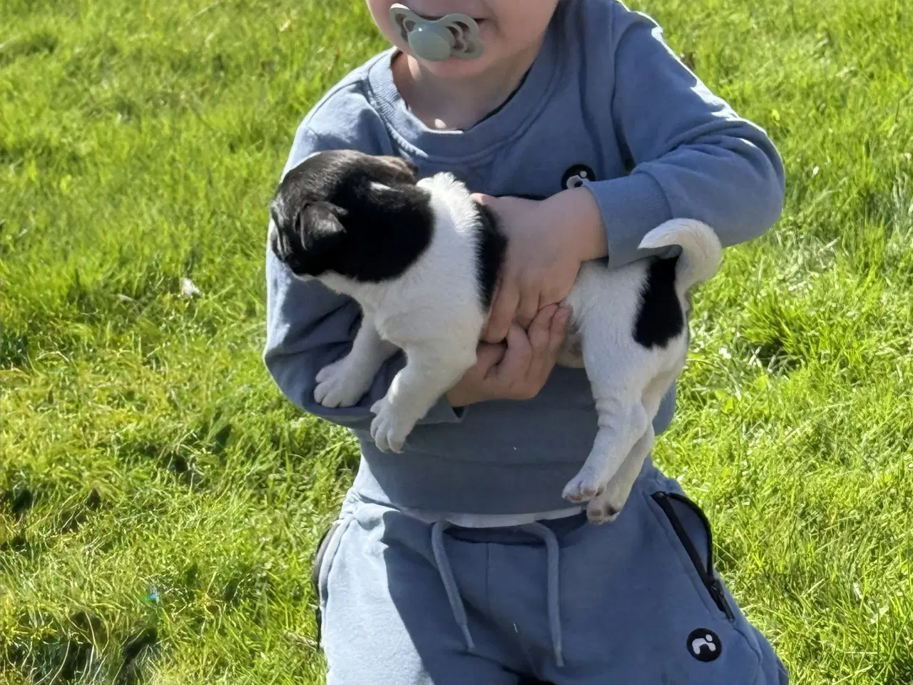 Billede 9 - Dansk svensk/jack Russel blandinger 