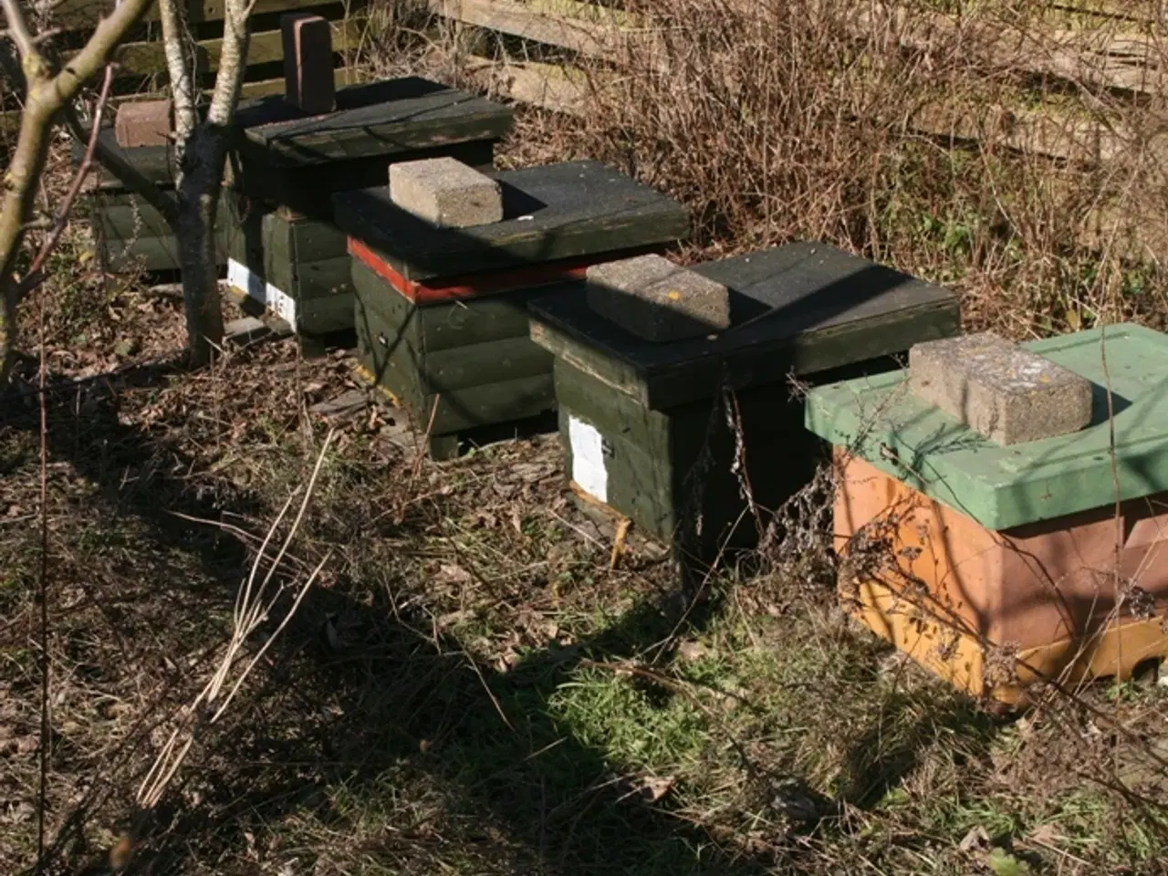 Billede 1 - Bifamilier på Langstroth Sælges