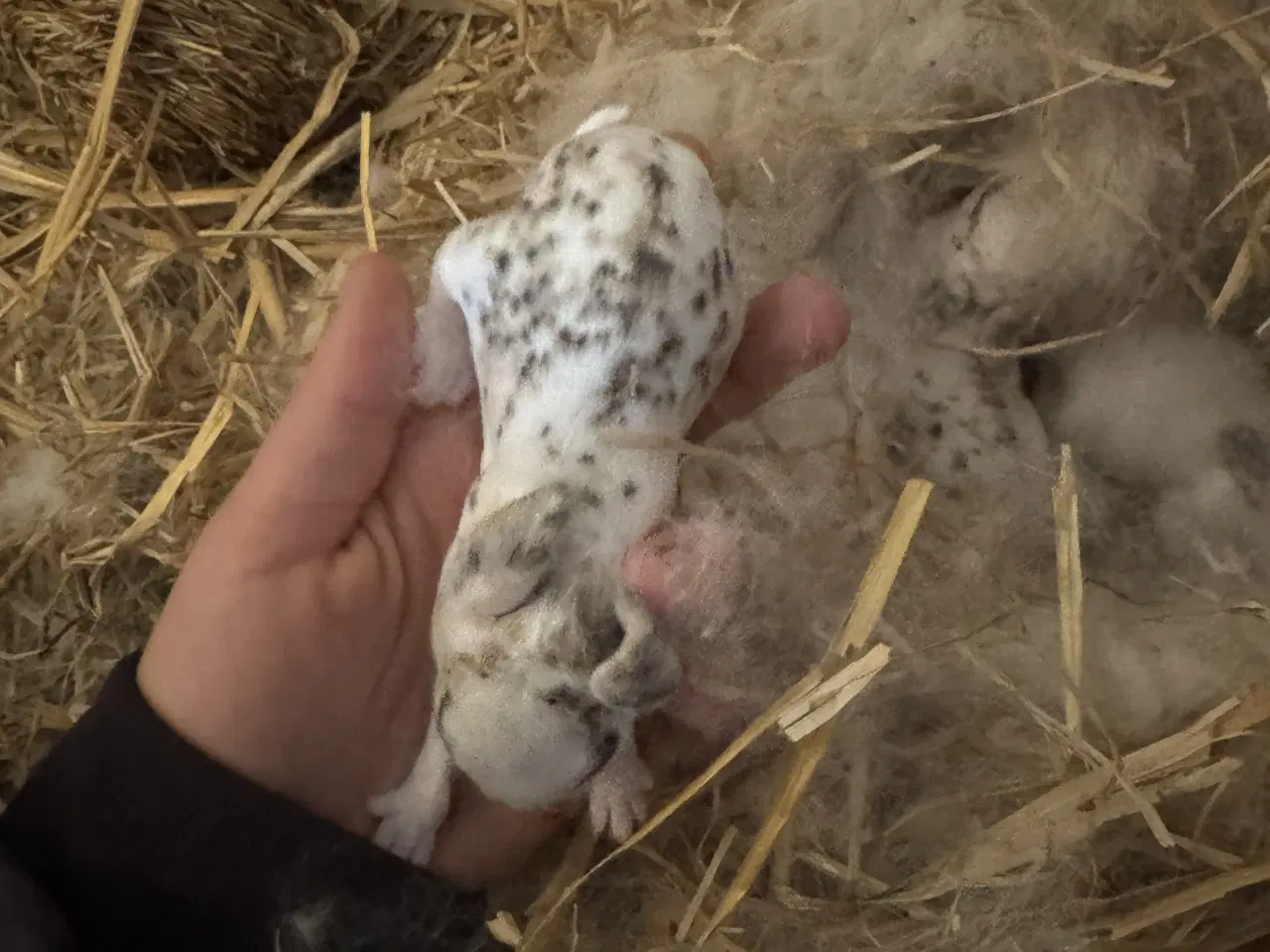 Billede 1 - Rex kanin unger 