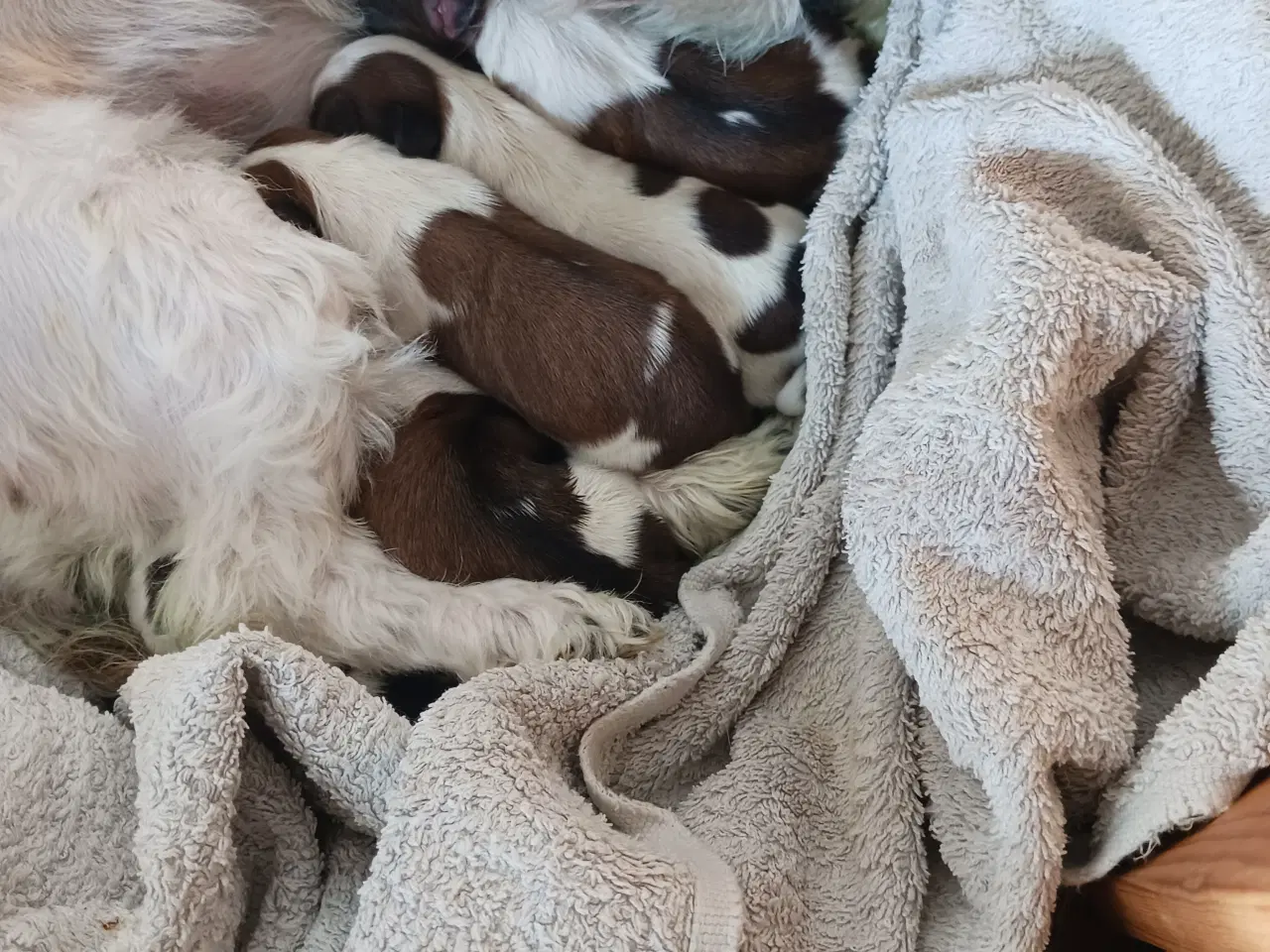 Billede 5 - Lhasa apso/sitzu 