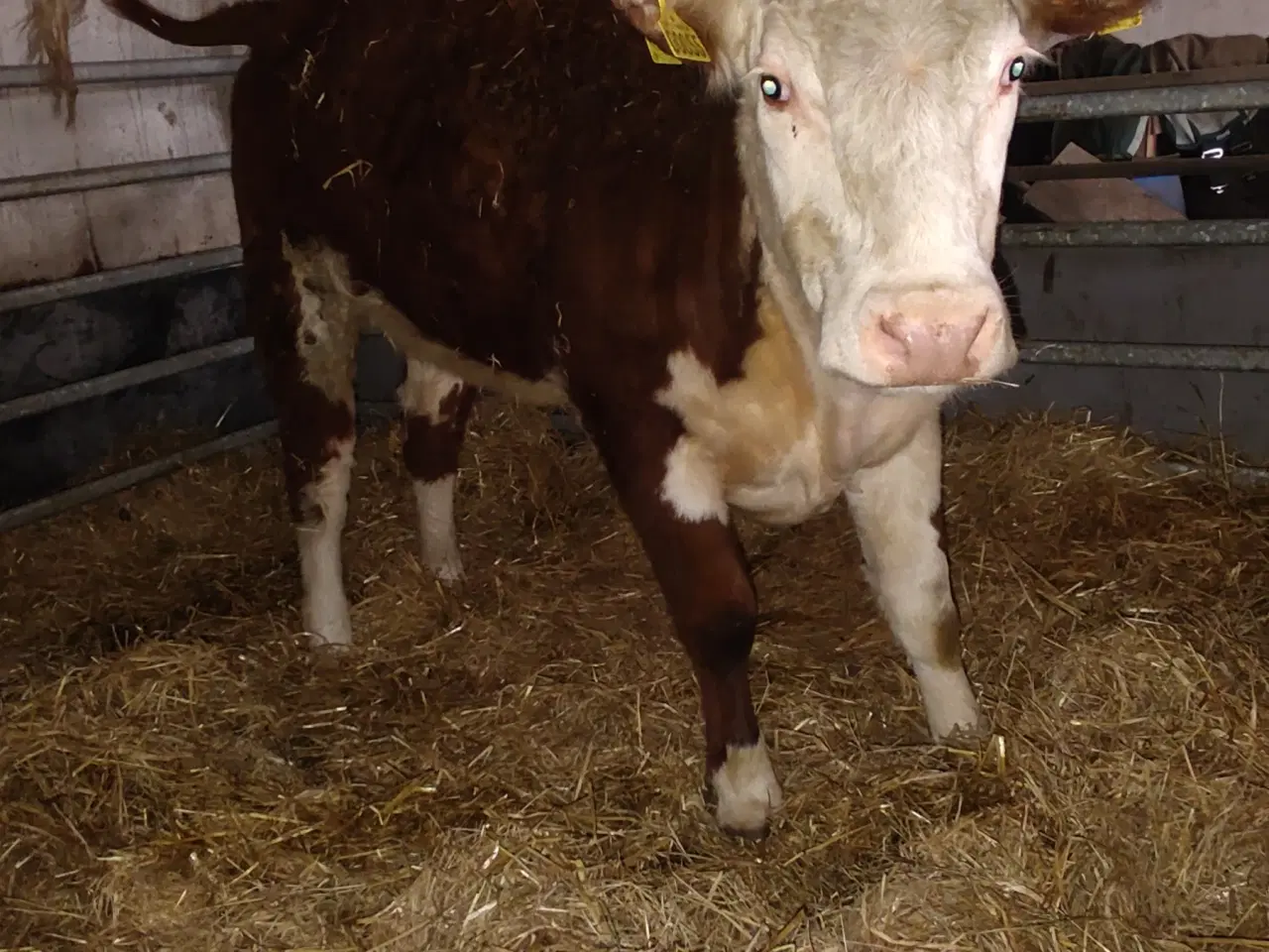 Billede 6 - Kødkvæg