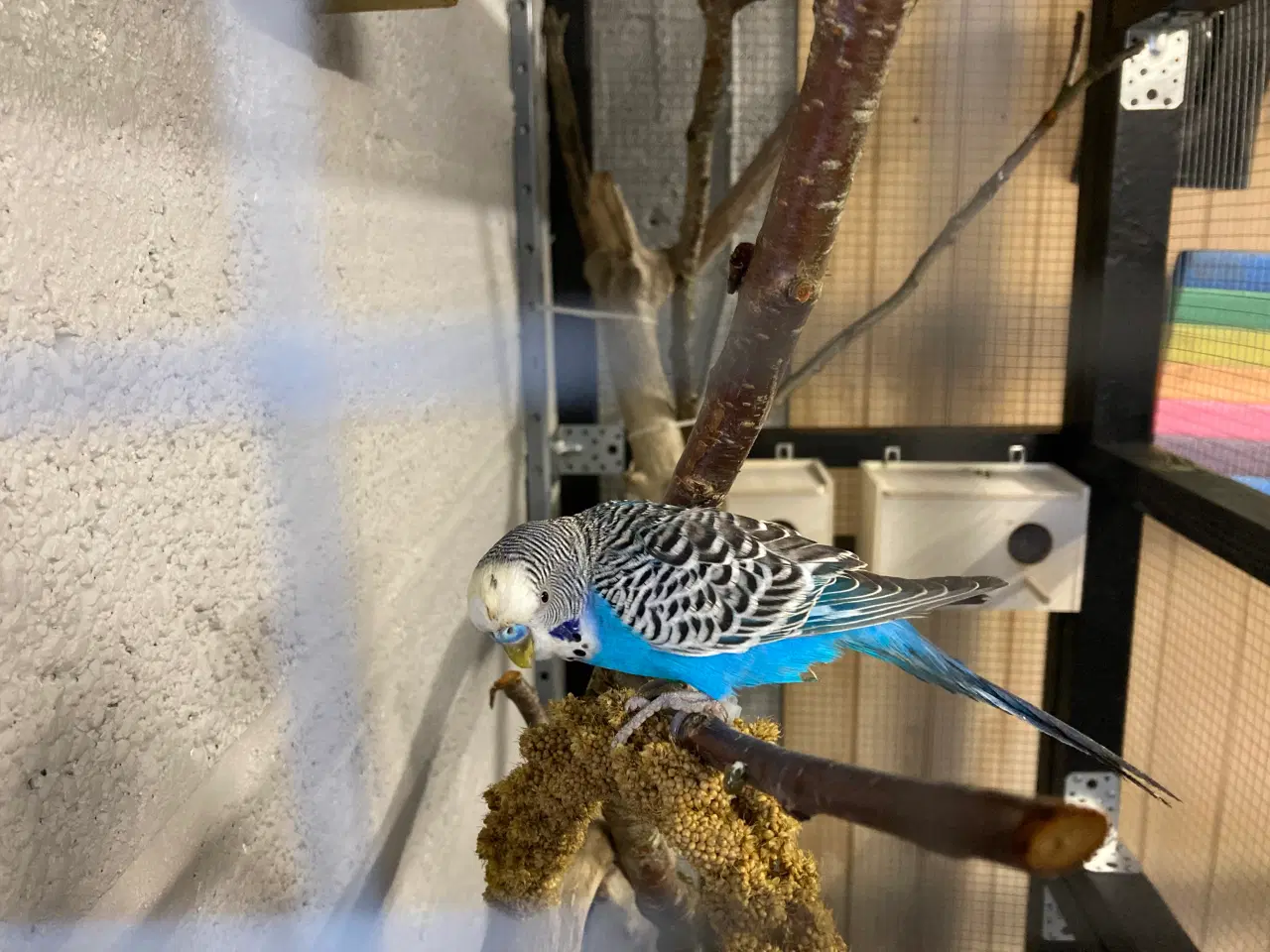 Billede 3 - 18 undulater bortgives