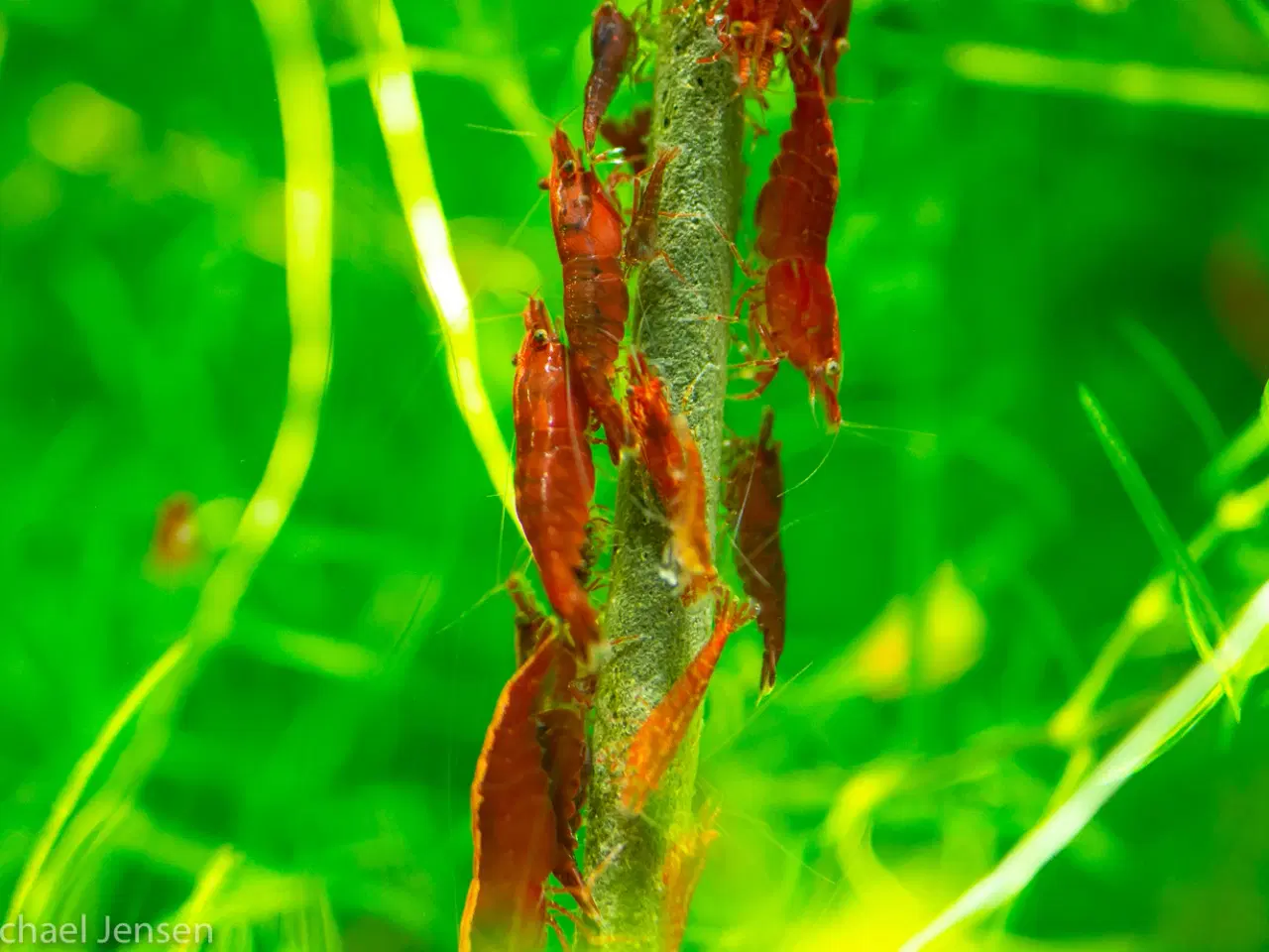 Billede 1 - Red Cherry Shrimp, (Neocaridina davidi)