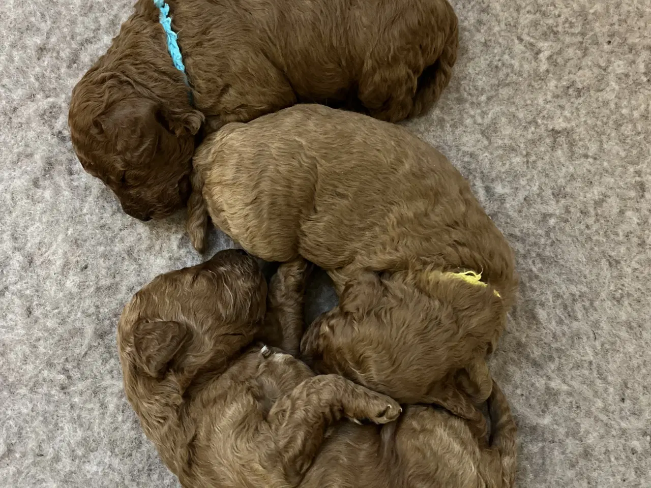 Billede 5 - ❤️ Skønne maltipoo-hvalpe søger kærlige hjem ❤️