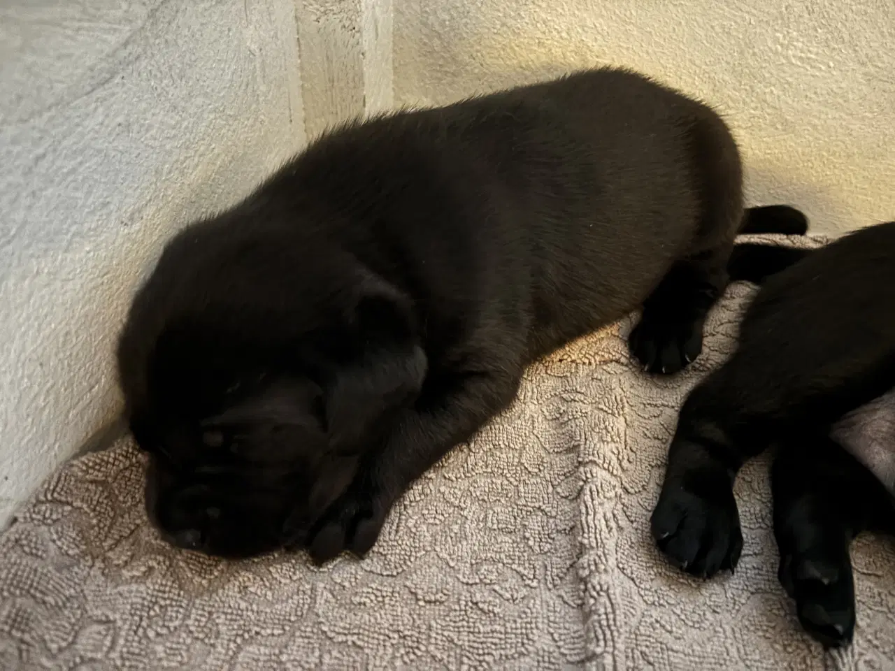 Billede 6 - Labrador hvalpe