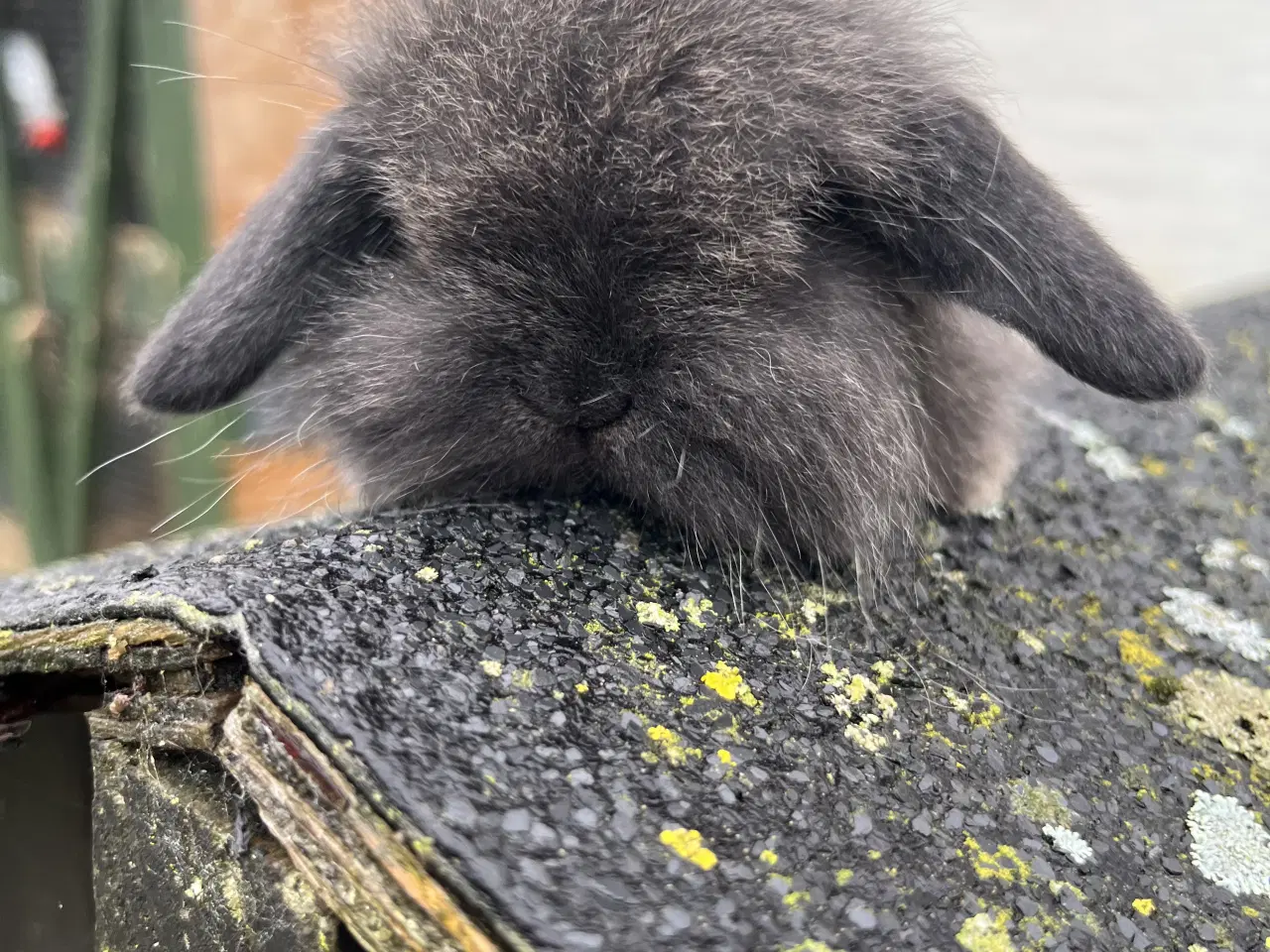 Billede 4 - Minilop. Enkel manket Lion lop