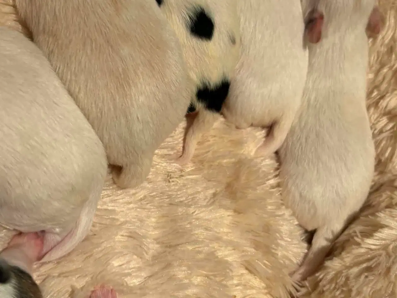 Billede 2 -  Hvalpe ( SOLGT ) 