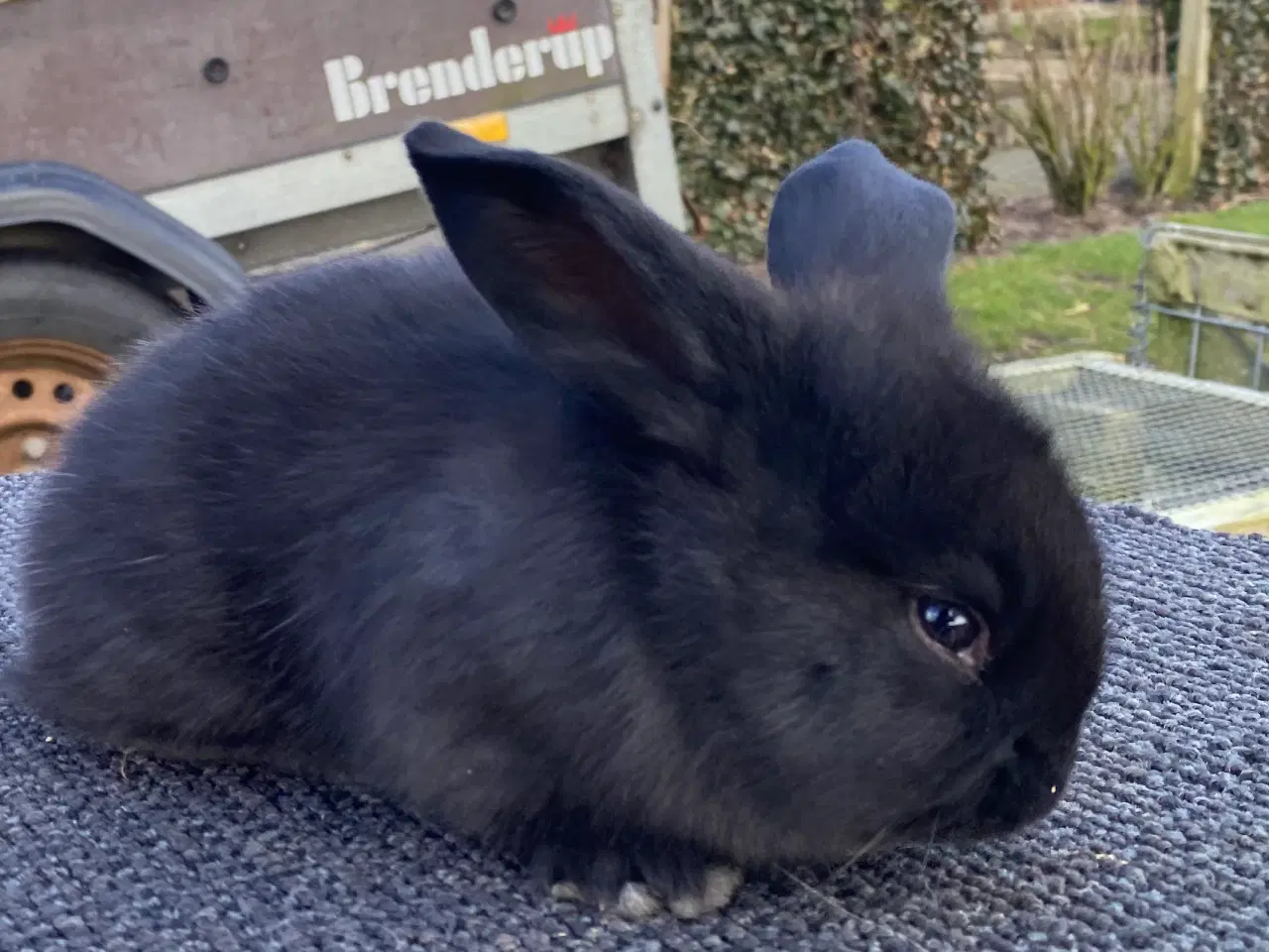 Billede 1 - FRANSK VÆDDER HUN SORT