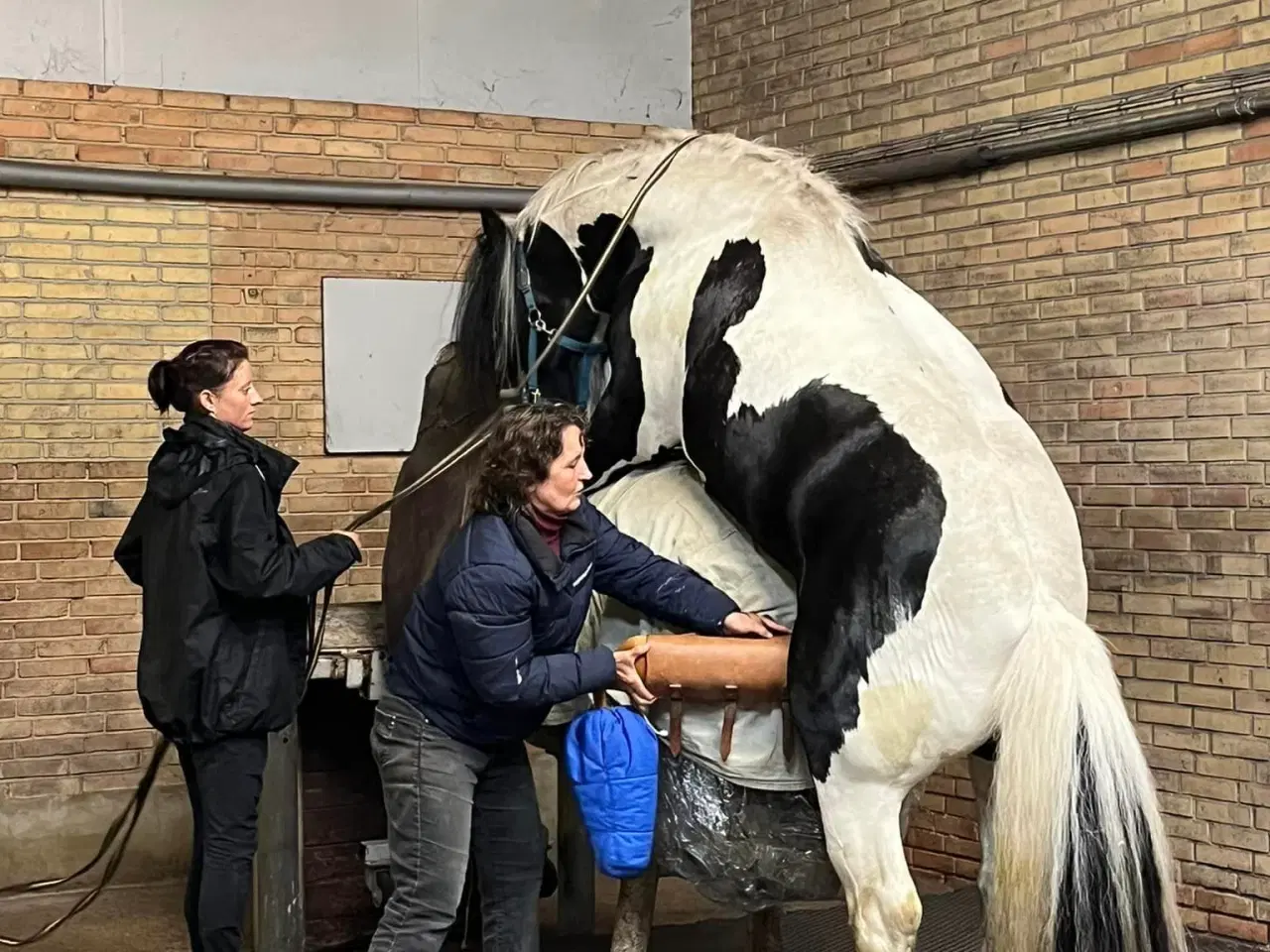 Billede 5 - Ung lækker velredet hingst 