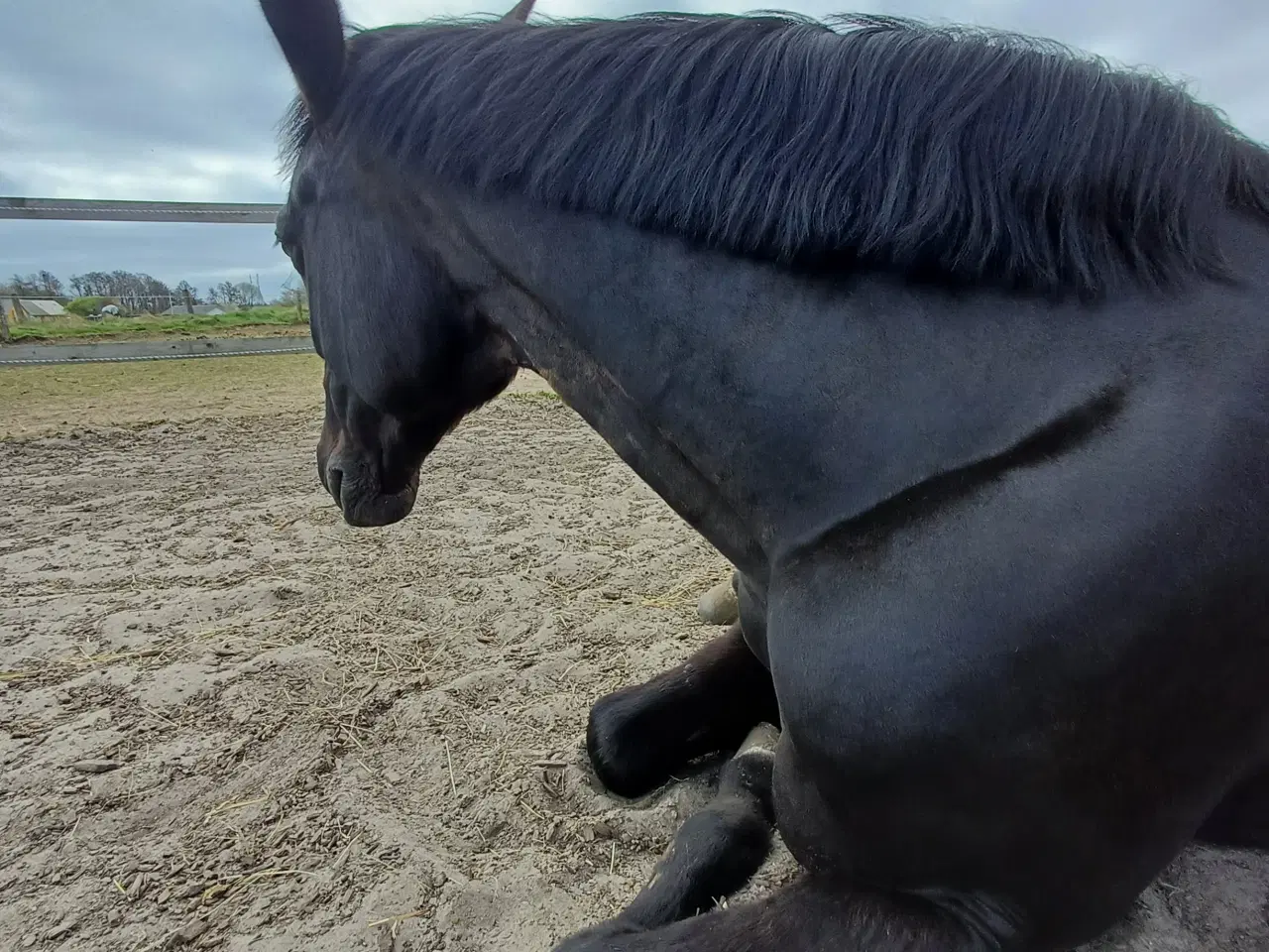 Billede 4 - Oldenborger blandings Hoppe