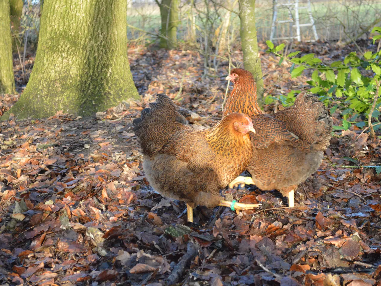 Billede 7 - høns avlstamm store Wyandotter guld-sortbåndet