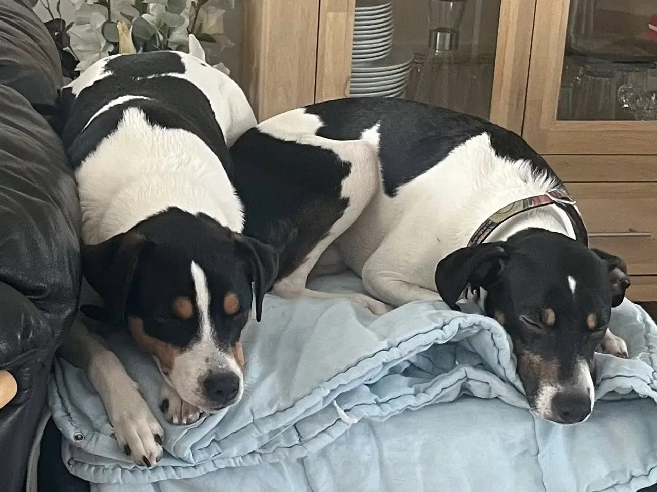 Billede 7 - Dansk Svensk Gårdhund