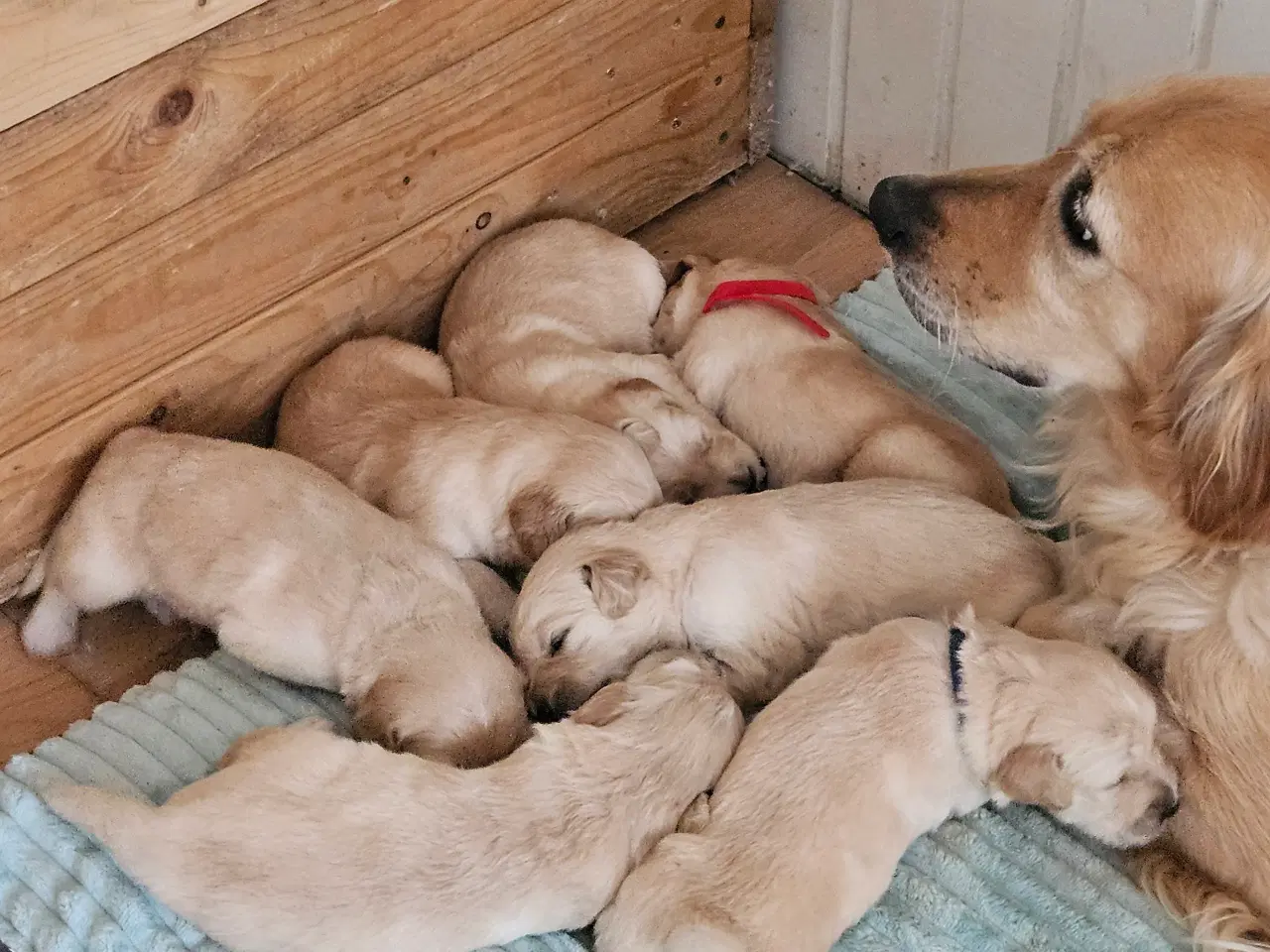 Billede 2 - Golden retriever hvalpe 