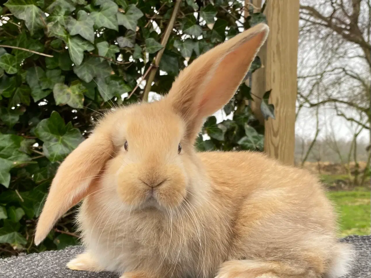 Billede 7 - FRANSK VÆDDER HAN GUL