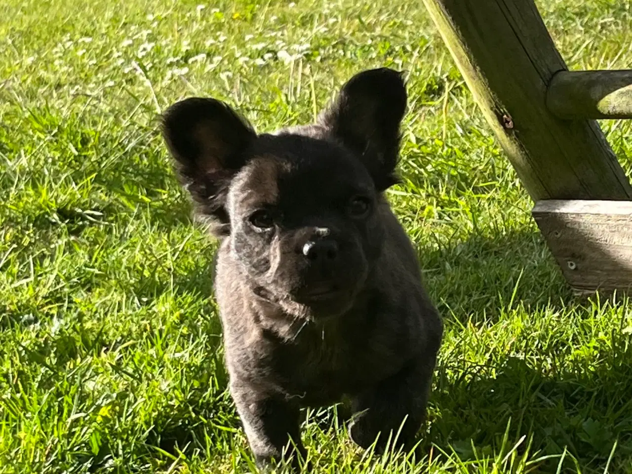Billede 4 - Fluffy fransk bulldog med stamtavle