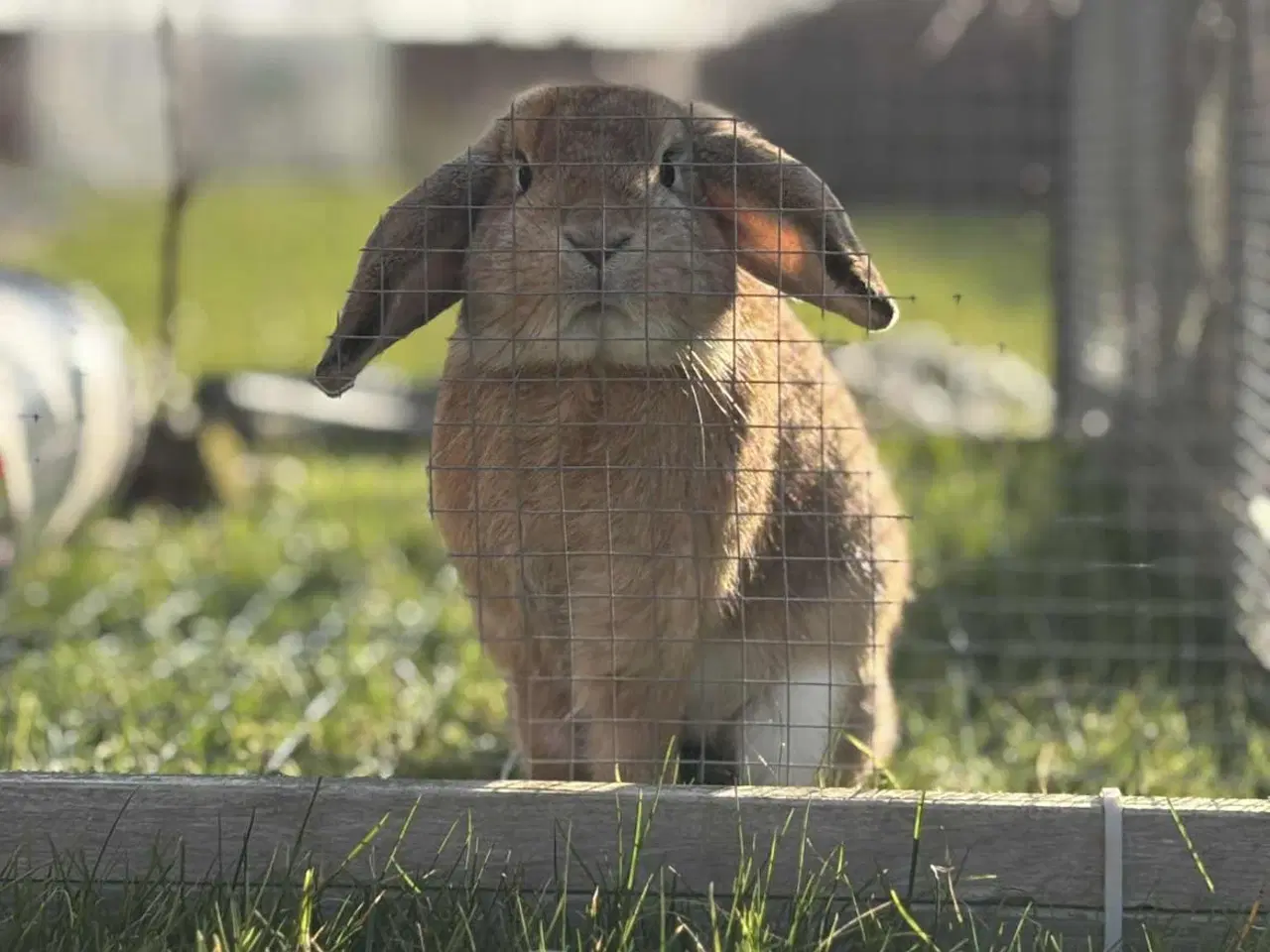 Billede 2 - Sød og kælen dværgvædder