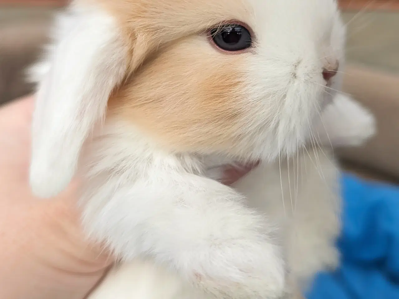 Billede 5 - Minilop kaninunge sælges