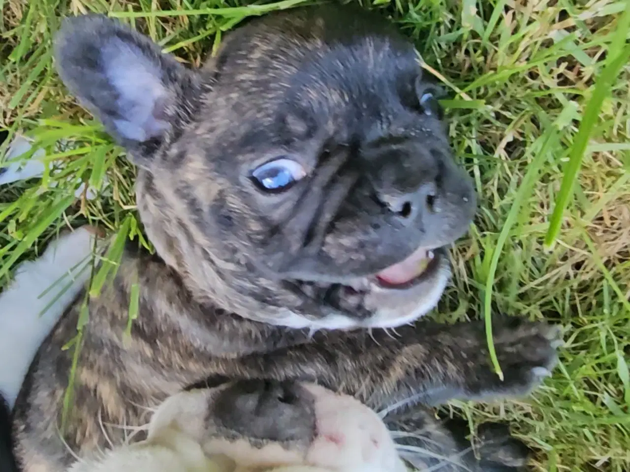 Billede 4 - Fransk bulldog hvalpe