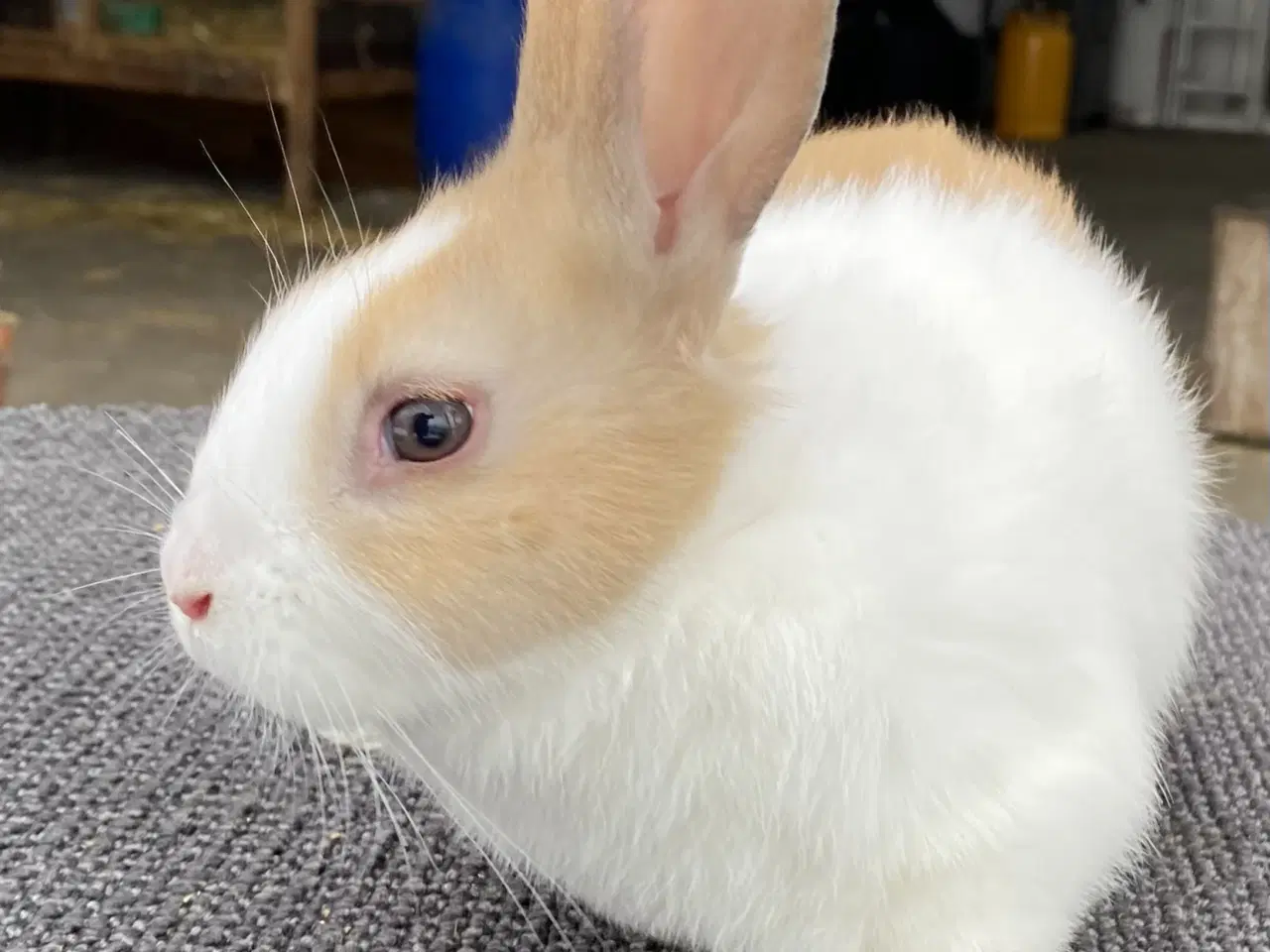 Billede 7 - HOLLÆNDER HAN MADAGASCAR