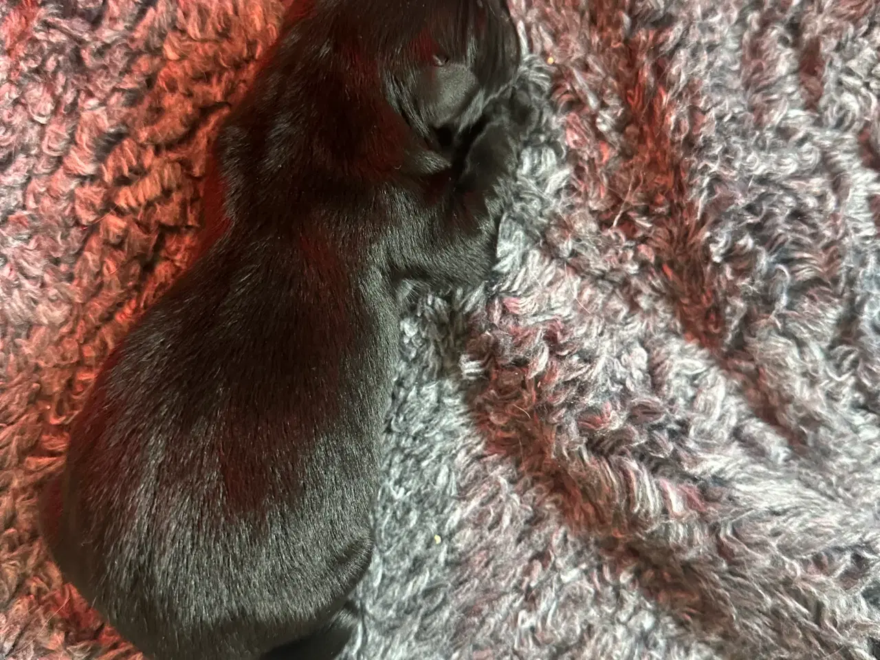 Billede 3 - Smukkeste blandings hvalpe (Golden Retriever)