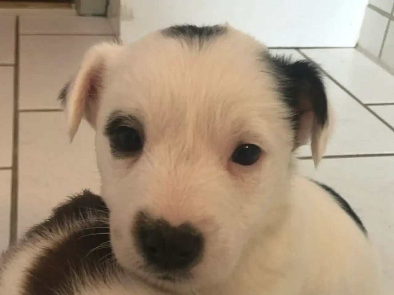 Billede 2 - Jack Russell Terrier hvalpe 8 uger 1-3-26